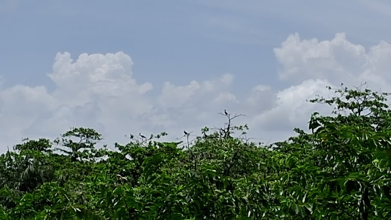 Kumarakom Bird Sanctuary Tower 2 - Kumarakom Bird Sanctuary Tower 2, JCJC+8G4, Kavanattinkara, Kumarakom, Kerala 686563, India
