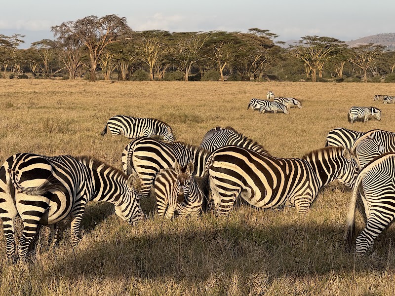 Lewa Wildlife Conservancy