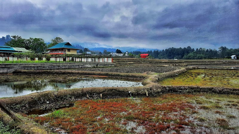 Ziro - Ziro Ziro 791120