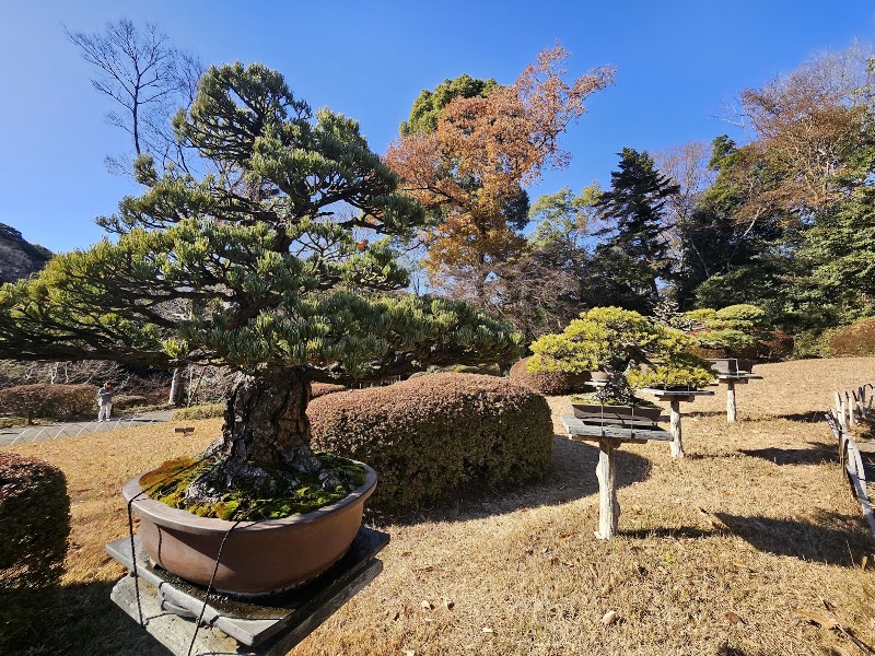 Meiji Jingu Gyoen - Meiji Jingu Gyoen 1-1 Yoyogikamizonochō, Shibuya, Tokyo 151-8557, Japan