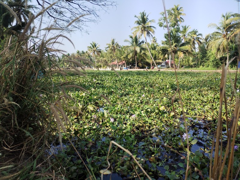 Village Life Experience - Village Life Experience JCHH+8QF, Kavanattinkara, Kumarakom, Kerala 686563, India