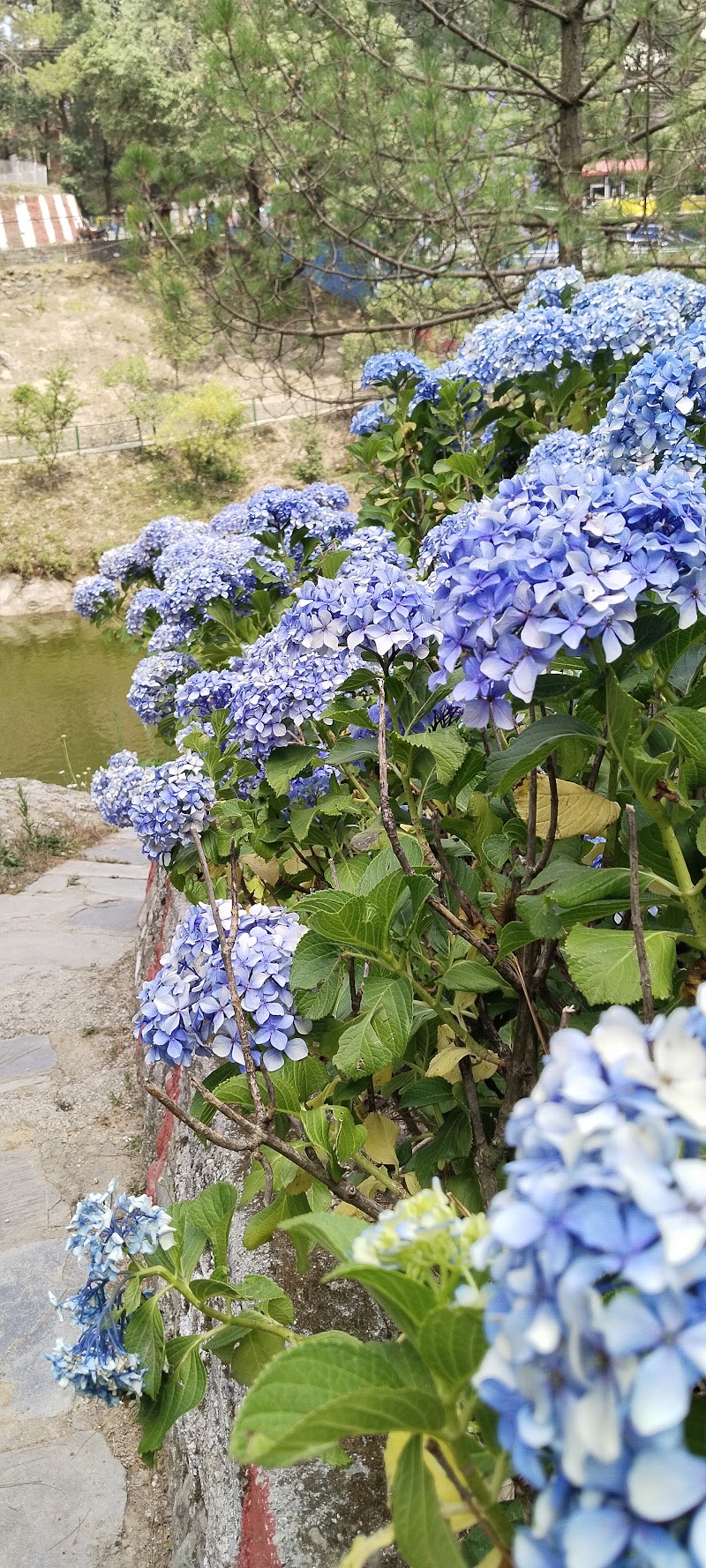 Bhulla Taal - Bhulla Taal Lansdowne, Uttarakhand 246155, India