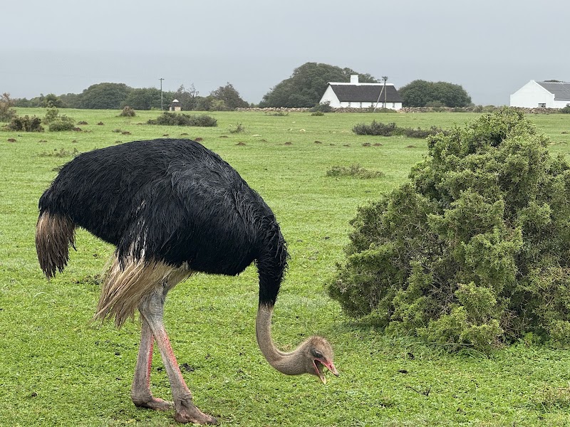 De Hoop Nature Reserve - De Hoop Nature Reserve, Potberg, 6740, South Africa