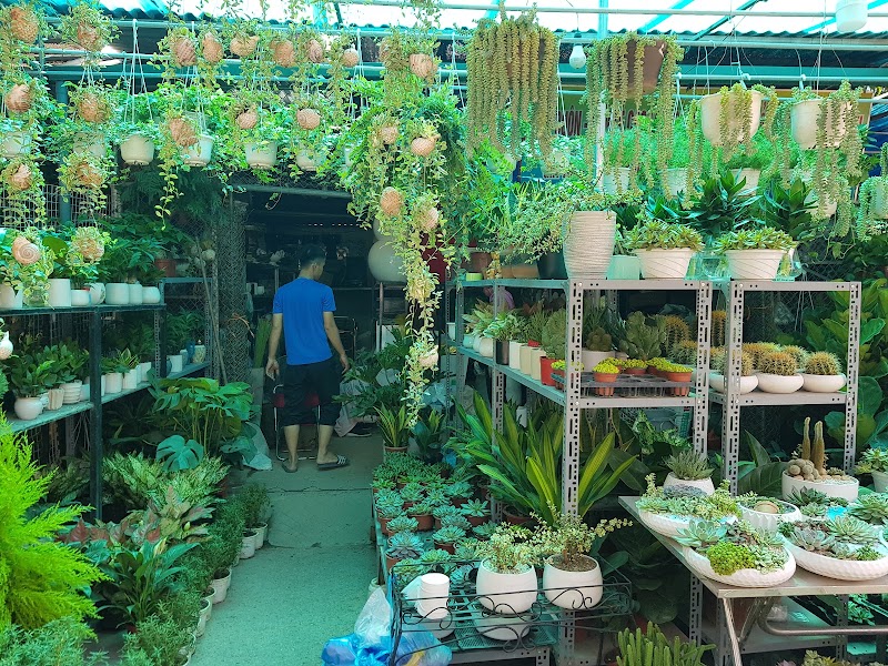 Vạn Phúc Flower Market - Vạn Phúc Flower Market, Đường Vạn Phúc, làng Vạn Phúc, Hà Đông, Hà Nội, Vietnam