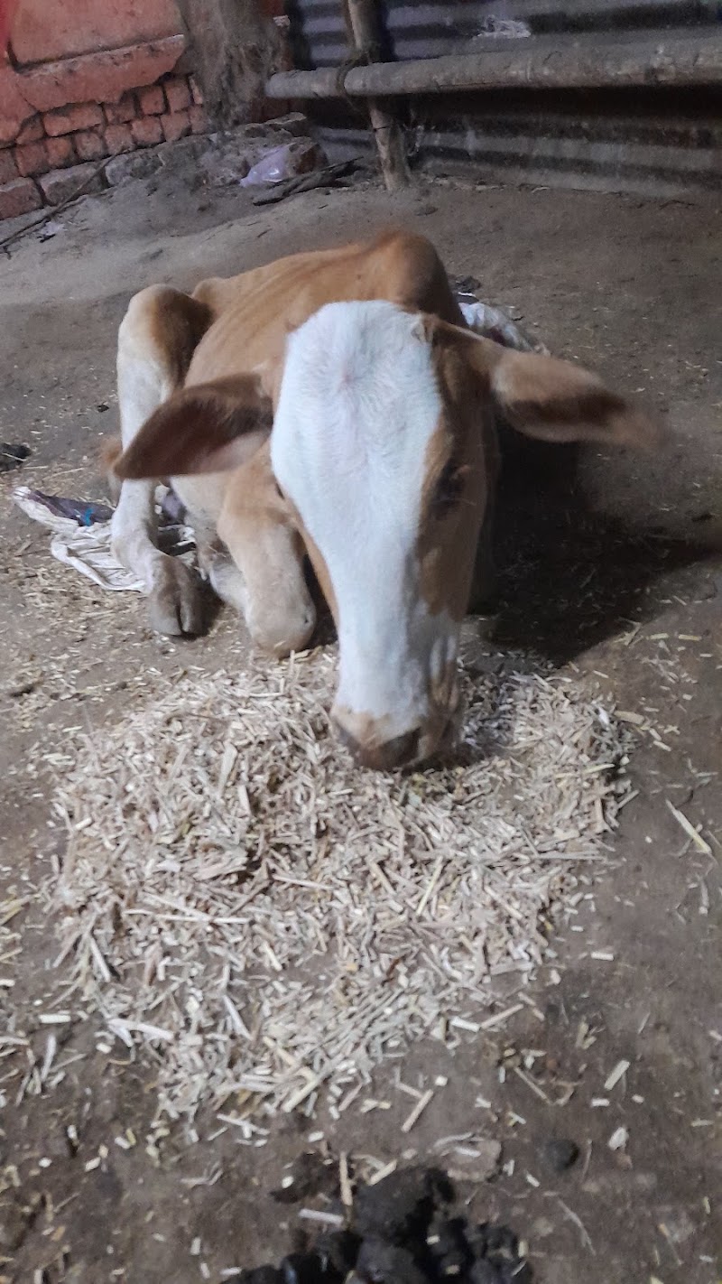 Shree Krishn Gau Seva Dham Kusmunda विश्व हिंदू परिषद बजरंग दल - Shree Krishn Gau Seva Dham Kusmunda विश्व हिंदू परिषद बजरंग दल, Adarsh Nagar, Mangaw, Chhattisgarh 495454, India