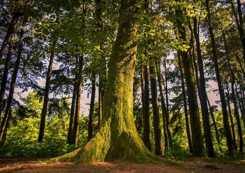 Gisoum Forest - Gisoum Forest, Gilan Province, Rasht, -talesh road,، M2CM+PQX, Iran