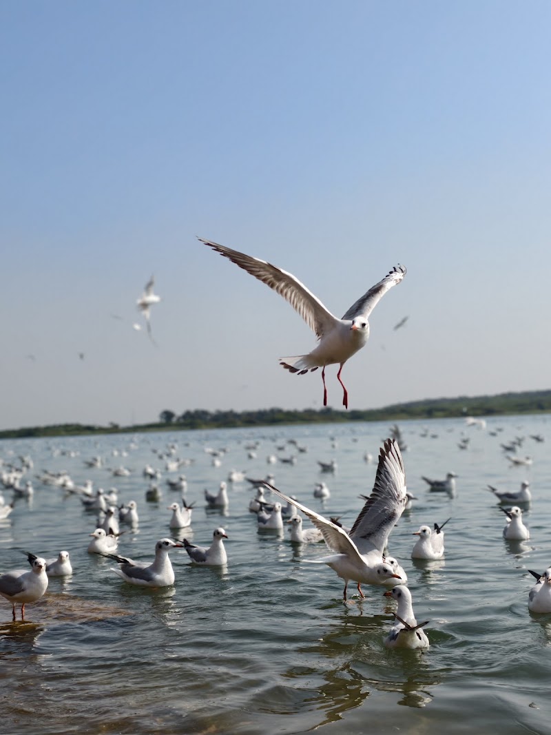 Triveni Sangam Somnath Aarti Place - Triveni Sangam Somnath Aarti Place VCM7+P36, Prabhas Patan, Gujarat 362268, India