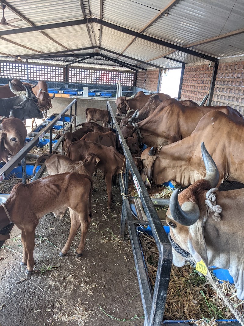 Shreeji Gaushala Nashik - Shreeji Gaushala Nashik Dr Nanasaheb Dharmadikari Marg Kamal Nagar, Near Reshimbandha Mangal Karayalay Bhavsangam Row Bungalow Colony, Hirawadi Rd, Kalaskar Nagar, Panchavati, Nashik, Maharashtra 422003, India