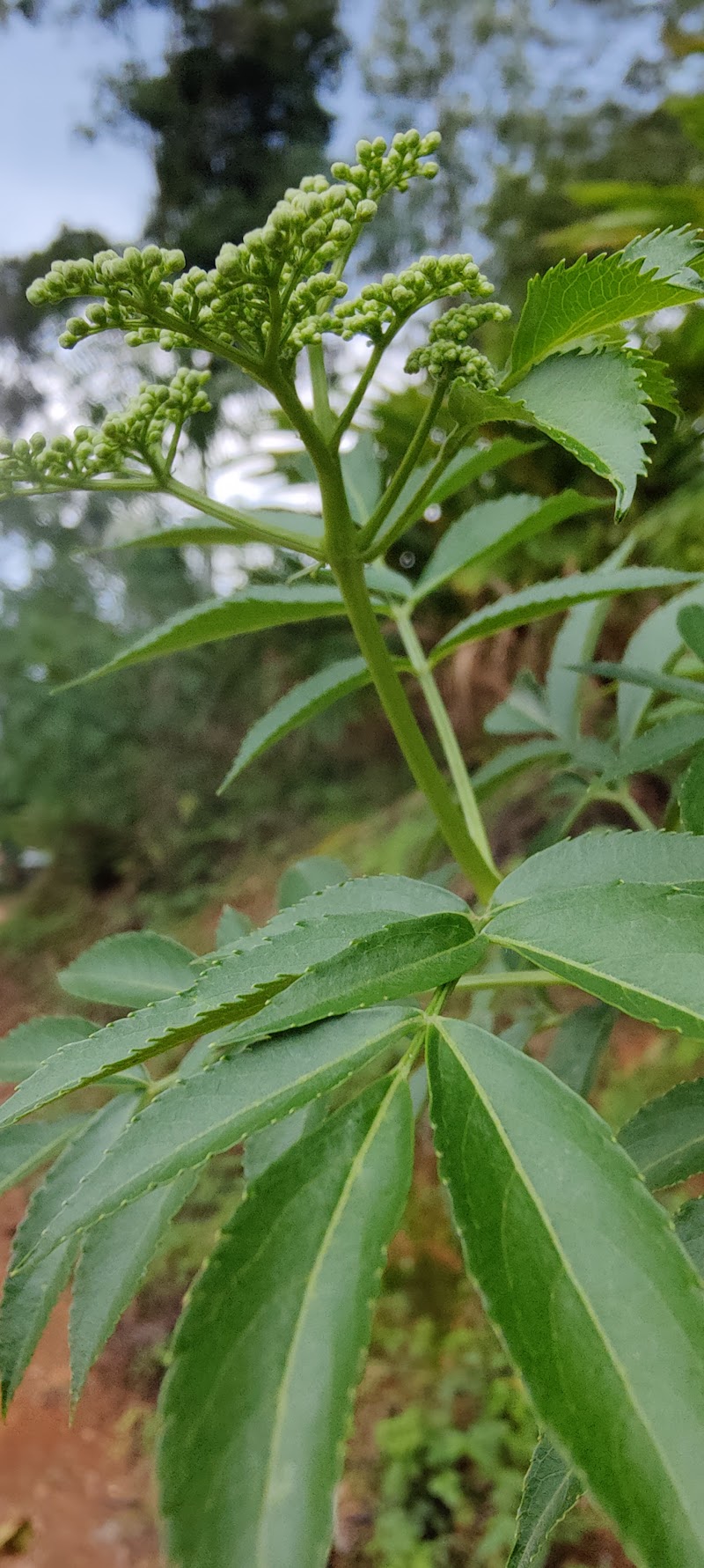 Pothamedu - Pothamedu Ottamaram, Road, Bison Valley, Munnar, Kerala 685565, India