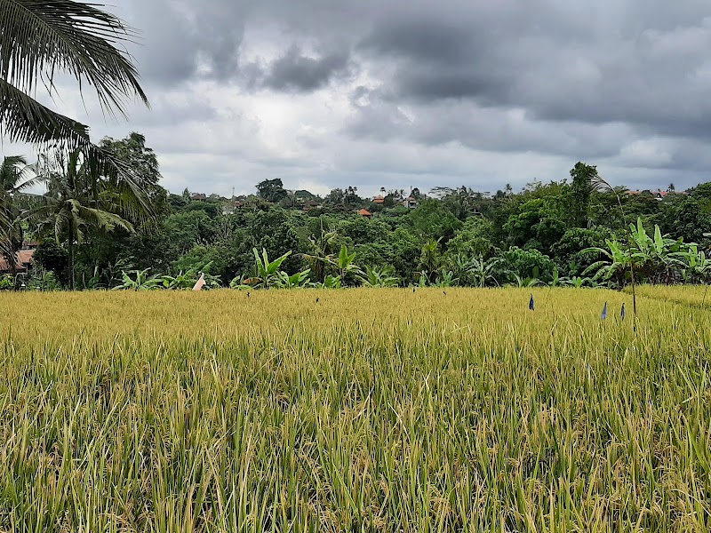 Kajeng Rice Field - Kajeng Rice Field Jl. Kajeng No.88, Ubud, Kecamatan Ubud, Kabupaten Gianyar, Bali 80571, Indonesia