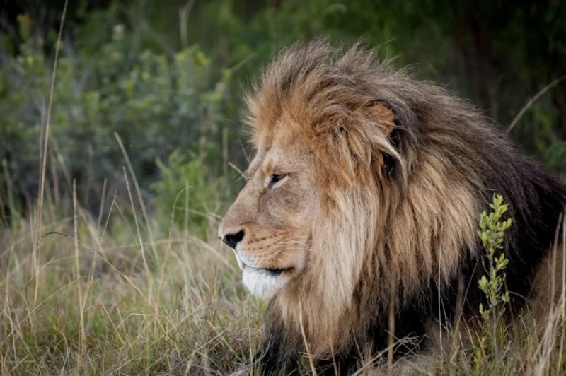 Kwantu Private Game Reserve - Kwantu Private Game Reserve, 1 Daniel street, Sidbury, 6130, South Africa