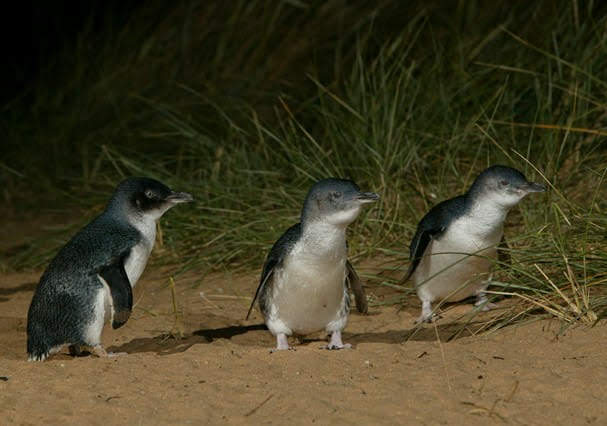 Penguin Parade - Penguin Parade, 1019 Ventnor Rd, Summerlands VIC 3922, Australia