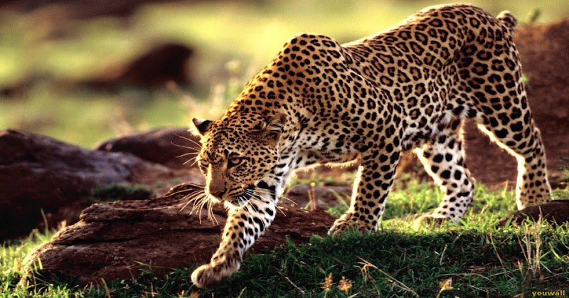 Jim Corbett Travels - Jim Corbett Travels, Near Lakhanpur Chungi, Beside SBI ATM, Close to Thapli Baba, Ramnagar, Uttarakhand 244715, India