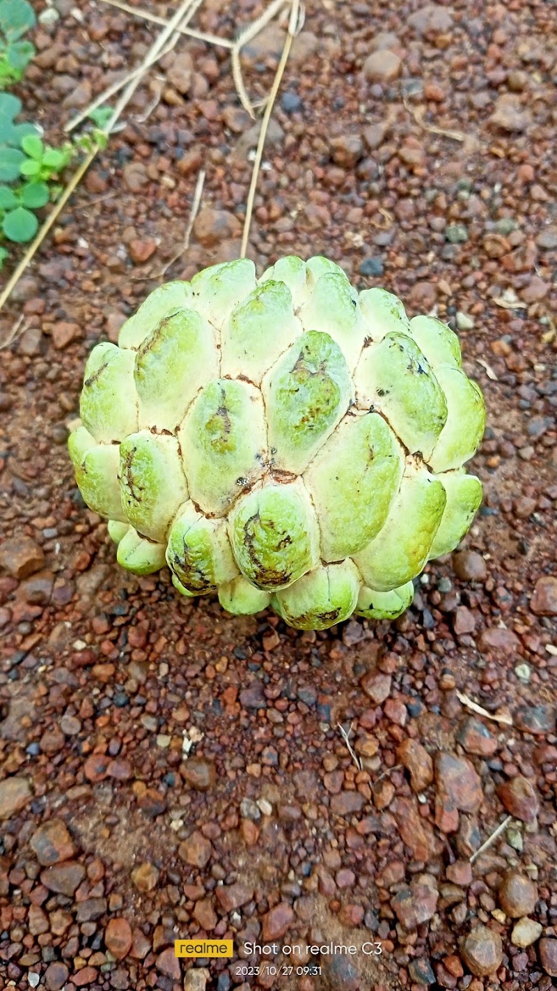 Daniel & Das integrated farm - Daniel & Das integrated farm, 6474+C5X, Jalbandha Road, Chhattisgarh 491444, India
