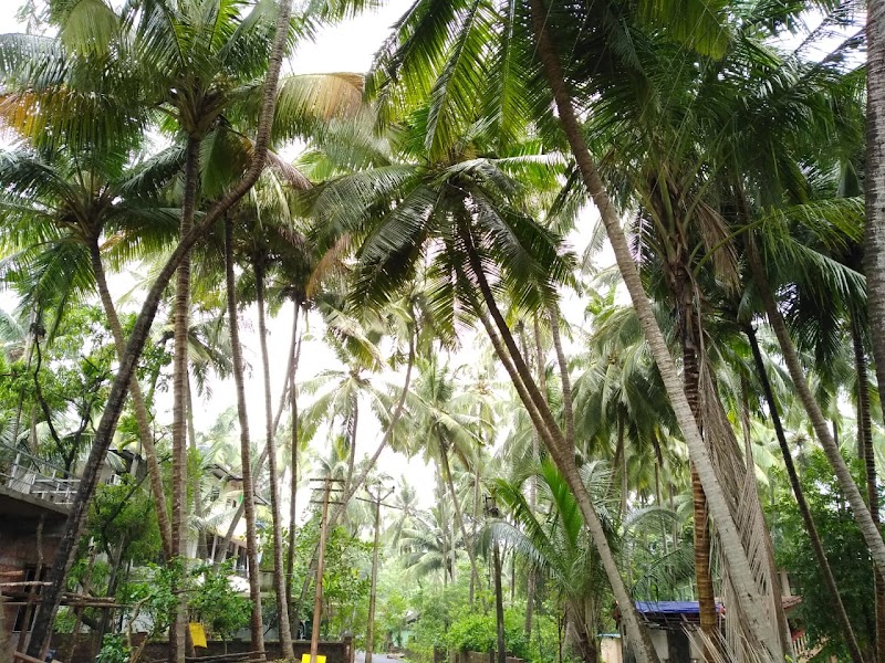 Coconut Palm - Coconut Palm 86, Rajkot medha, Malvan, Maharashtra 416606, India