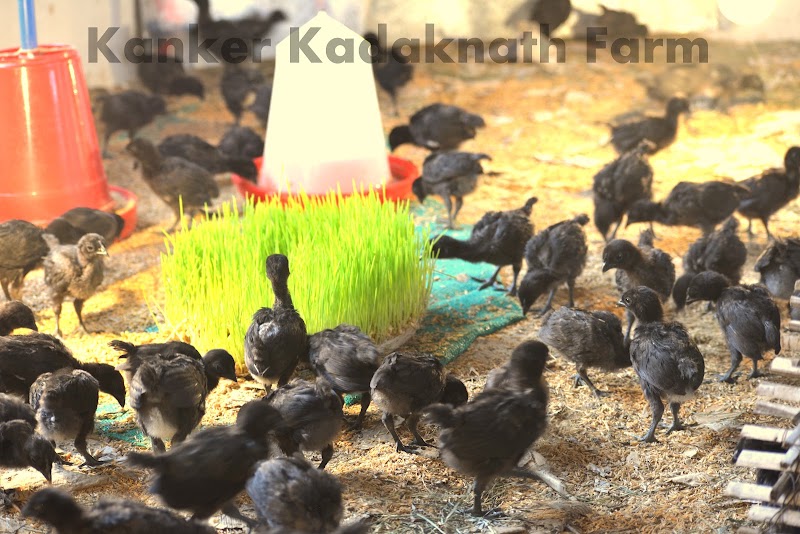 Kanker Kadaknath Farm - Kanker Kadaknath Farm, Nawagaon, Chhattisgarh 494334, India