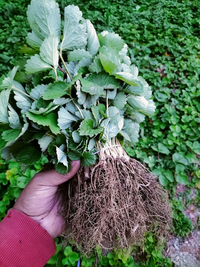 AKS STRAWBERRIES - AKS STRAWBERRIES Village Khaltoo Post Office Karganoo Village Khaltoo Post Office Karganoo, Tehsil, Rajgarh, Dhanach Shayaghat, Himachal Pradesh 173223, India