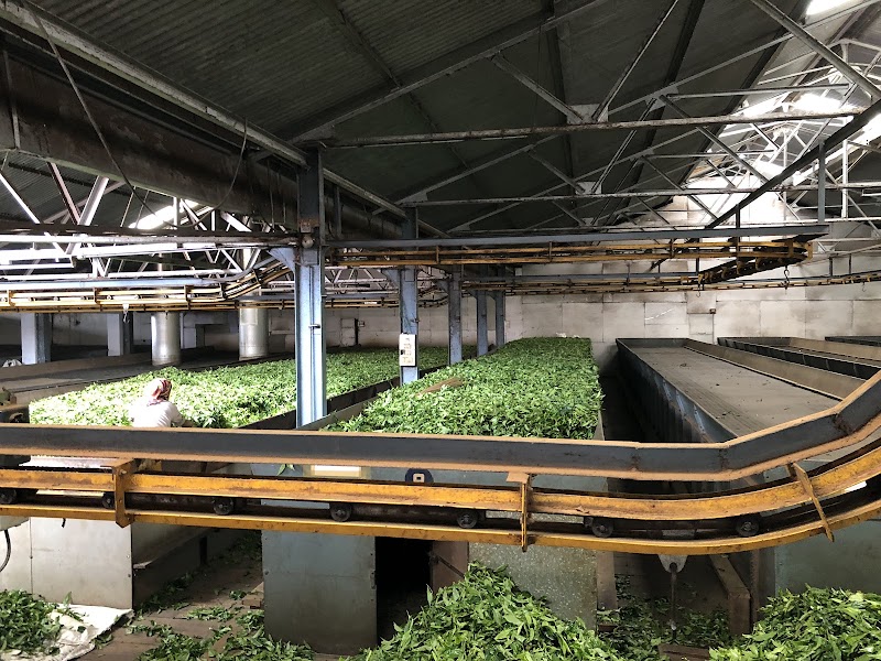 Highfield Tea Factory - Highfield Tea Factory No.141, Highfield Estate, Walker's Hill Road, Coonoor, Tamil Nadu 643101, India