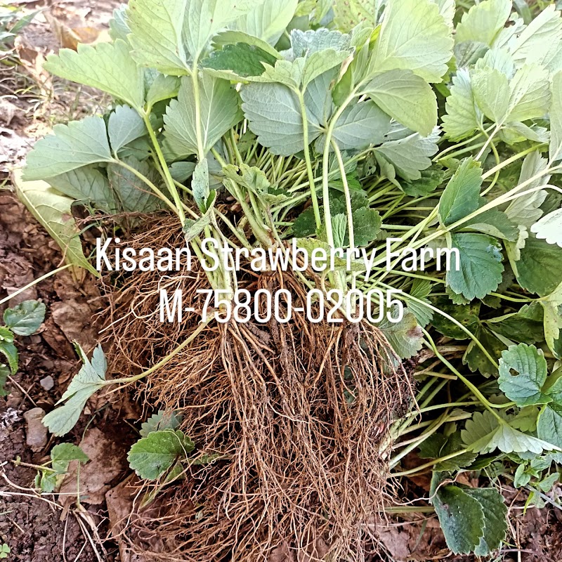 Kisaan Strawberry Farm - Kisaan Strawberry Farm Village Kothi, P.O. Delgi, Tehsil, Kandaghat, Solan, Himachal Pradesh 173206, India