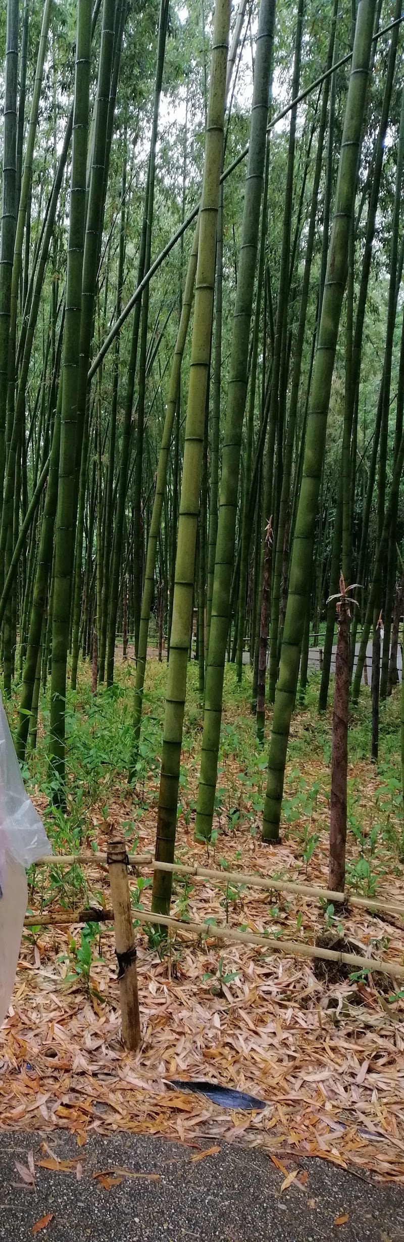 Sagatenryuji Tateishicho - Sagatenryuji Tateishicho, Ukyo Ward, Kyoto, 616-8375, Japan