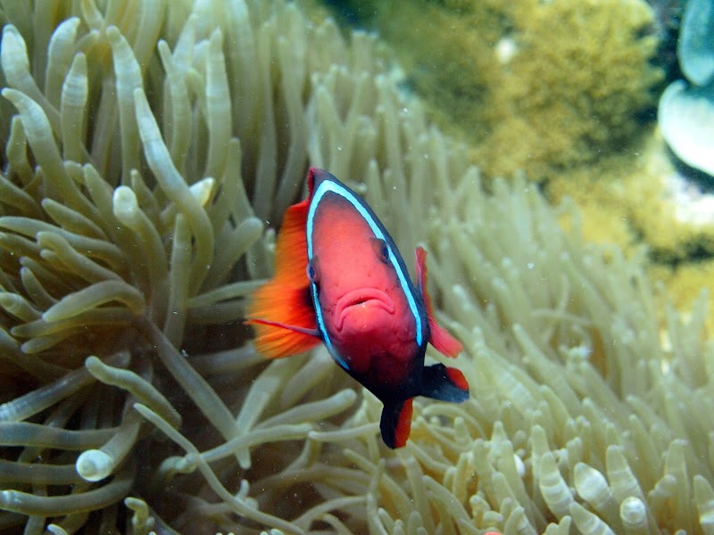Apo Island Pano Collects, Philippines - Apo Island Pano Collects, Philippines, 37H8+G7R, Dauin, Negros Oriental, Philippines