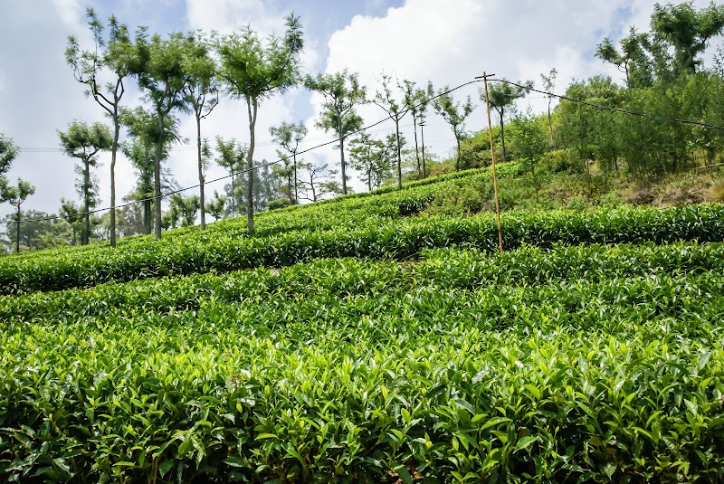 Highfield Tea Factory - Highfield Tea Factory No.141, Highfield Estate, Walker's Hill Road, Coonoor, Tamil Nadu 643101, India