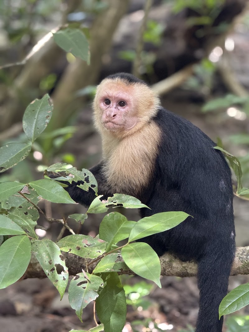 ALL TOURS COSTA RICA | NATIONAL TOUR OPERATOR - ALL TOURS COSTA RICA | NATIONAL TOUR OPERATOR, Alajuela Province, La Fortuna, 21007, Costa Rica