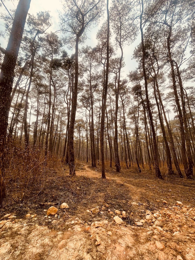 Malki Forest - Malki Forest HV5P+PJH, Unnamed Road, Malki, Shillong, Meghalaya 793003, India