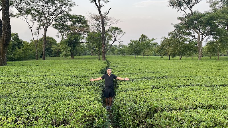 Dhouladhar Tea Garden - Dhouladhar Tea Garden, 682X+2HM, Dharamsala Rd, Dari, Gabli Dar, Hodal, Himachal Pradesh 176215, India