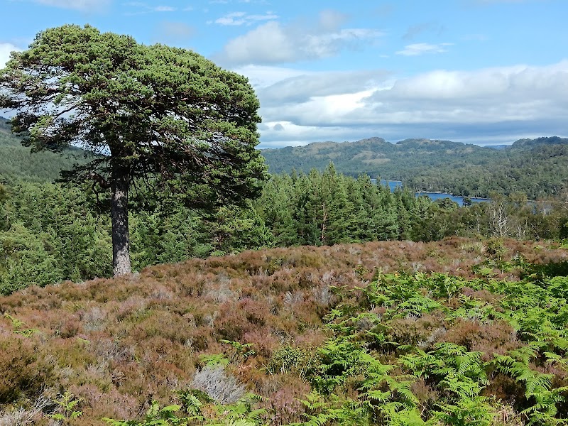 Glen Affric - Glen Affric Cannich, Near IV4 7LY, UK