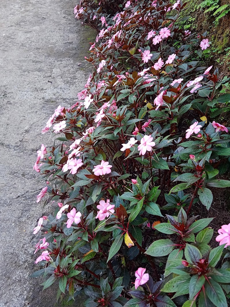 Spice Garden - Spice Garden, Mammattikanam,Kuthungal road, Rajakkad, Kuthumkal, Keralam 685566, India