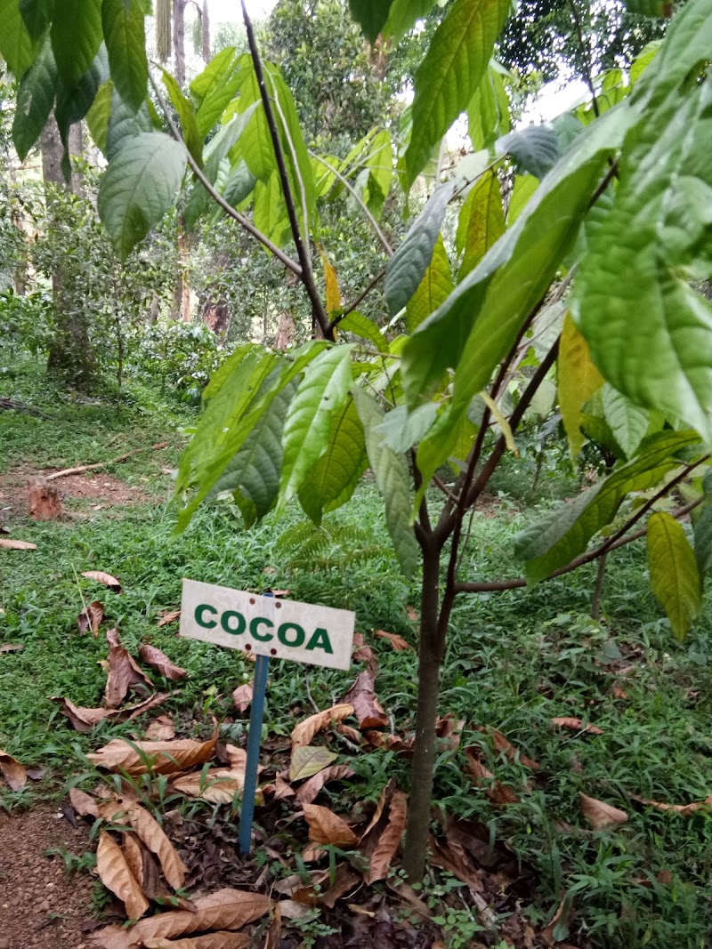 Mercara Gold Estate Coffee Plantation - Mercara Gold Estate Coffee Plantation Unnamed Rd, Katakeri, Karnataka 571201, India