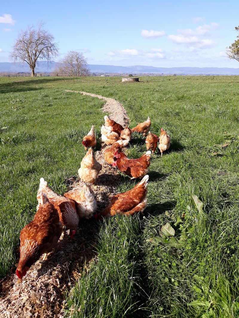 Country Retreat BnB - Country Retreat BnB, 277A Buckland Road, R.D.2, Matamata 3472, New Zealand