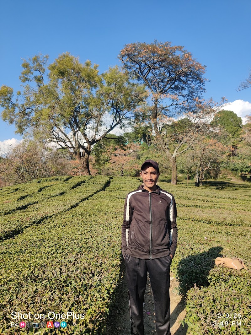 Dhouladhar Tea Garden - Dhouladhar Tea Garden, 682X+2HM, Dharamsala Rd, Dari, Gabli Dar, Hodal, Himachal Pradesh 176215, India