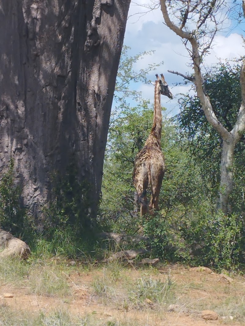 Musina Baobab Reserve - Musina Baobab Reserve, Musina, 0900, South Africa