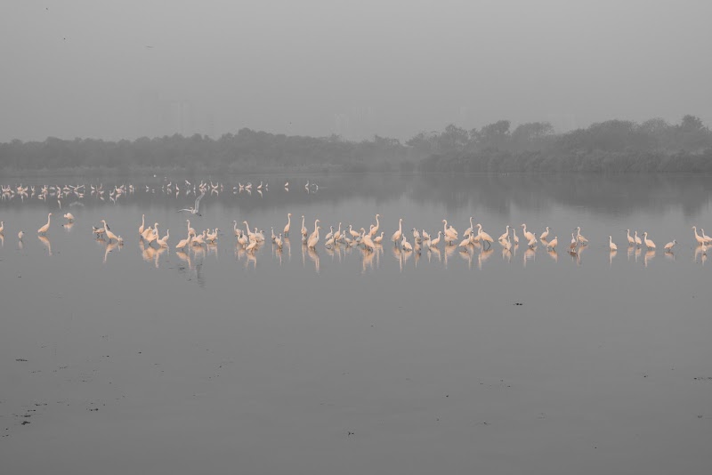 Bird Watching Area, Bhandup West (BPS) - Bird Watching Area, Bhandup West (BPS) 4XR7+QV6, Mulund East, Mumbai, Maharashtra 400042, India