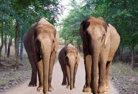 Betla National Park