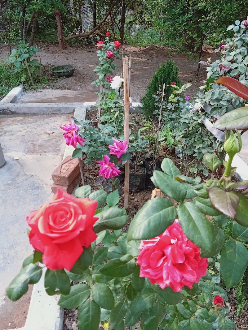 Go Green Garden - Go Green Garden, 4PHC+VQM, Bhandarpuri, Odisha 768042, India