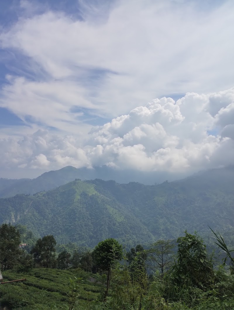 Pine forest - Pine forest W87X+V4, Mahal Diram Tea Garden, West Bengal 734008, India