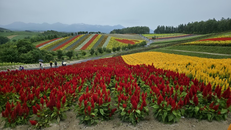 Panoramic Flower Gardens Shikisai-no-oka