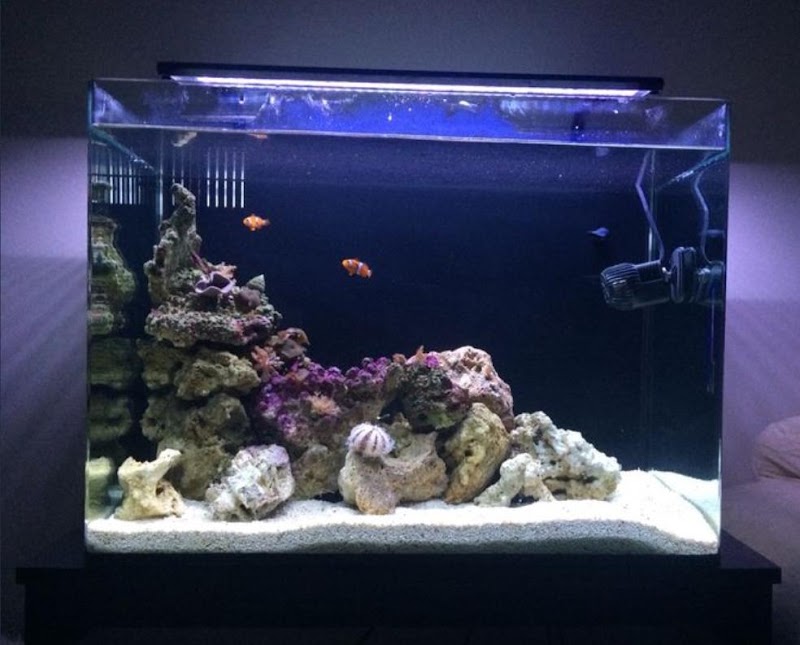 Blue Sea Aquariums - Blue Sea Aquariums Gandhi Chowk Khamtarai Market Shop No. 8, near Balaji Complex, behind shree h.p gass agency, Saptgiri Colony, Shrinagar, Raipur, Chhattisgarh 492008, India