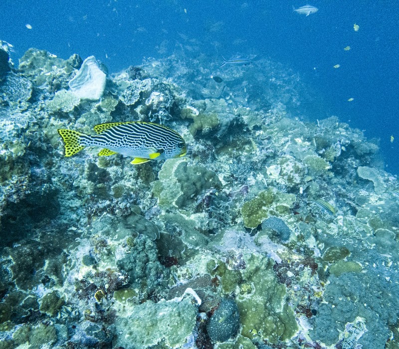 Talima Marine Sanctuary - Talima Marine Sanctuary, Talima, Olanggo Island, 73M2+3C3, Lungsod ng Lapu-Lapu, Lalawigan ng Cebu, Philippines