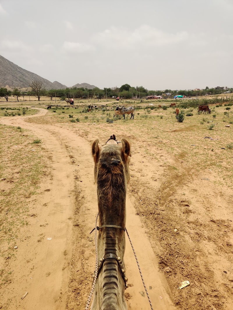 Pushkar Cattle Fair - Pushkar Cattle Fair, Mela Ground, Pushkar, Rajasthan 305022, India
