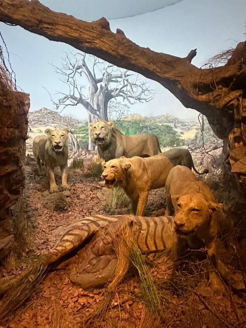 Natural History Museum of Zimbabwe - Natural History Museum of Zimbabwe, Centenary Park, cnr Park Road &, Leopold Takawira Ave, Bulawayo, Zimbabwe