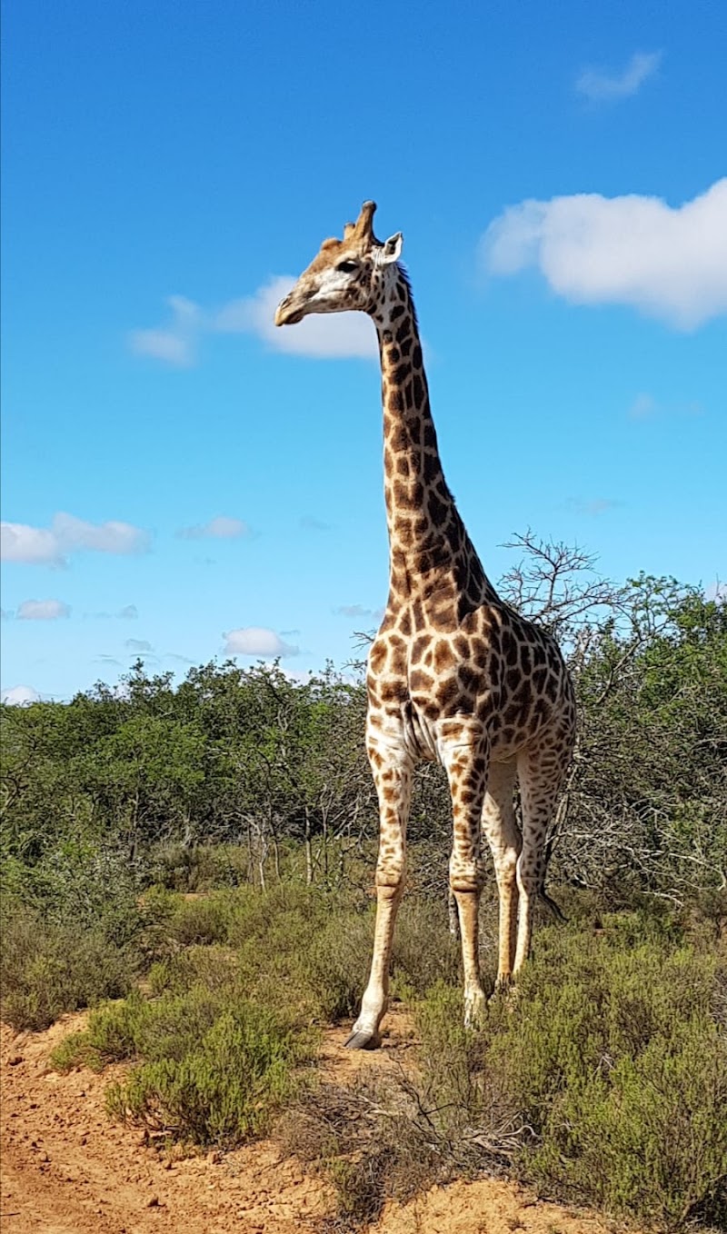 Sabela Safaris and private Game Reserve - Sabela Safaris and private Game Reserve, R400 Riebeeck East, Riebeek East, 5805, South Africa