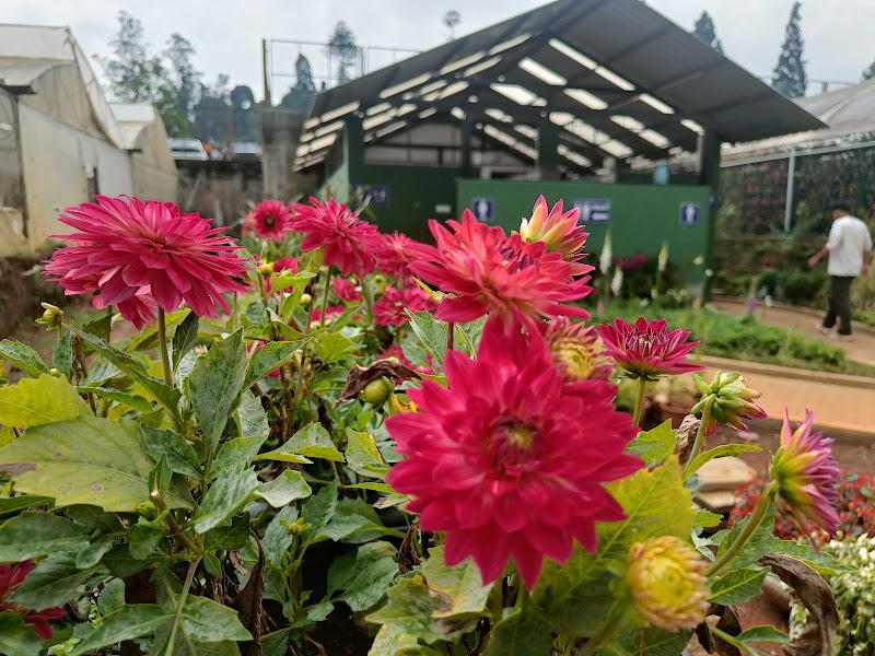 Karnataka Siri Horticulture Garden - Karnataka Siri Horticulture Garden Fern Hill, West Mere, CM2M+9GV, West Mere, Ooty, Tamil Nadu 643004, India