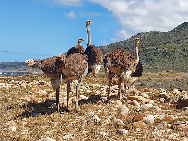 Cape of Good Hope - Cape of Good Hope, Cape Point Rd, Cape Peninsula, Cape Town, 8001, South Africa