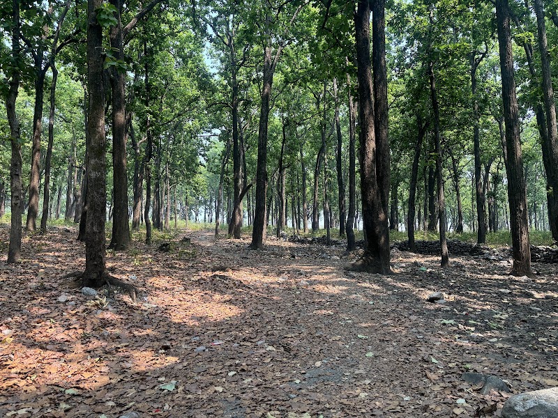 Jim Corbett National Park - Jim Corbett National Park Uttarakhand, India