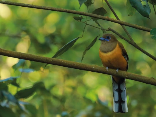 Wayanad Wild - CGH Earth - Wayanad Wild - CGH Earth Lakkidi, Kunnathidavaka, Kerala 673576, India