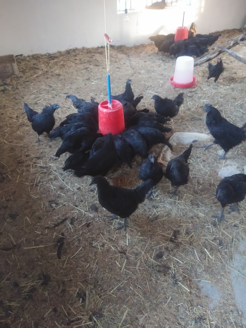 Kanker Kadaknath Farm - Kanker Kadaknath Farm, Nawagaon, Chhattisgarh 494334, India